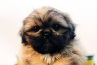 Ryan, a male Shih Tzu for sale in Ash Grove, MO – 2 of 10
