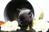 Rocco, a male Frenchton for sale in Ash Grove, MO – 2 of 10
