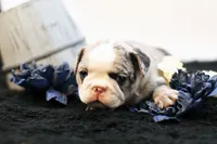Mercury, a male French Bulldog for sale in Ash Grove, MO – 5 of 10