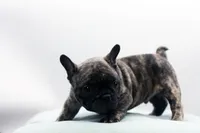 Poochie, a male Frenchton for sale in Ash Grove, MO – 10 of 10