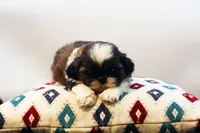 Dudley, a male Shih Tzu for sale in Ash Grove, MO – 8 of 10