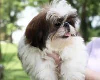 Doc, a male Shih Tzu for sale in Ash Grove, MO – 3 of 9