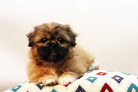 Ryan, a male Shih Tzu for sale in Ash Grove, MO – 7 of 10