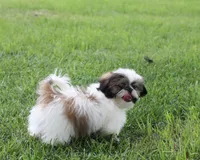 Duffy, a male Shih Tzu for sale in Ash Grove, MO – 6 of 10
