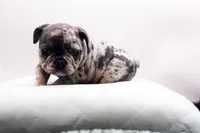 Toby, a male French Bulldog for sale in Ash Grove, MO – 6 of 10