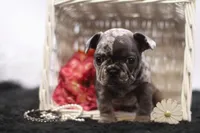 Trixi, a female French Bulldog for sale in Ash Grove, MO – 1 of 10