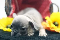 Cedar, a male French Bulldog for sale in Ash Grove, MO – 2 of 10