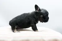 Teddy, a female French Bulldog for sale in Ash Grove, MO – 7 of 10