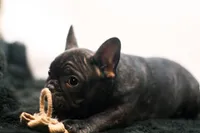 Dana, a female French Bulldog for sale in Ash Grove, MO – 3 of 10