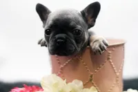 Teddy, a female French Bulldog for sale in Ash Grove, MO – 6 of 10