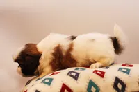 Duffy, a male Shih Tzu for sale in Ash Grove, MO – 10 of 10