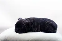 Pluto, a male French Bulldog for sale in Ash Grove, MO – 8 of 10