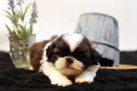 Duke, a male Shih Tzu for sale in Ash Grove, MO – 4 of 10