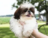 Doc, a male Shih Tzu for sale in Ash Grove, MO – 2 of 9