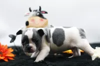 Reggie, a male Frenchton for sale in Ash Grove, MO – 8 of 10