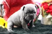 Elvis, a male Frenchton for sale in Ash Grove, MO – 3 of 10