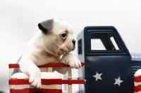 Rascal, a male Frenchton for sale in Ash Grove, MO – 2 of 10