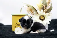 Bonnie, a female Shih Tzu for sale in Ash Grove, MO – 2 of 10