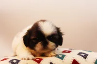 Duffy, a male Shih Tzu for sale in Ash Grove, MO – 8 of 10