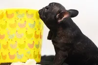 Dana, a female French Bulldog for sale in Ash Grove, MO – 10 of 10