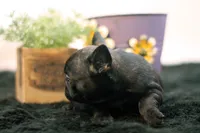Duchess, a female French Bulldog for sale in Ash Grove, MO – 2 of 10