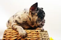 Dallas, a male French Bulldog for sale in Ash Grove, MO – 7 of 10