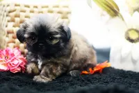 Dusty, a male Shih Tzu for sale in Ash Grove, MO – 3 of 10