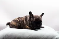 Poochie, a male Frenchton for sale in Ash Grove, MO – 8 of 10