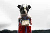 Reggie, a male Frenchton for sale in Ash Grove, MO – 3 of 10