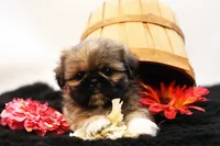 Roy, a male Shih Tzu for sale in Ash Grove, MO – 4 of 10