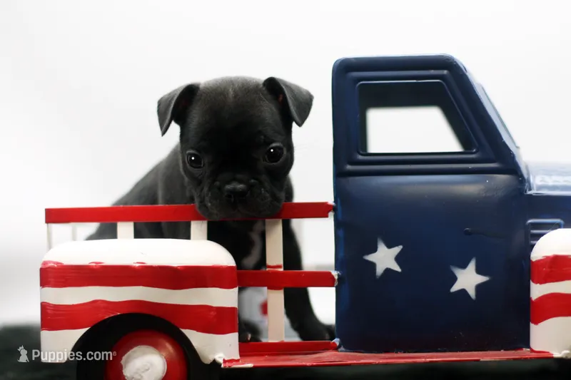 Ralphie – Frenchton puppy for sale in Ash Grove, MO