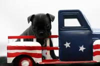 Ralphie, a male Frenchton for sale in Ash Grove, MO – 1 of 10