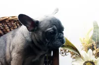 Cisco, a male French Bulldog for sale in Ash Grove, MO – 9 of 10