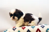 Doc, a male Shih Tzu for sale in Ash Grove, MO – 10 of 10