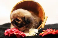 Roy, a male Shih Tzu for sale in Ash Grove, MO – 7 of 10