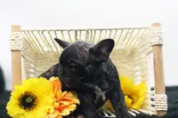 Pluto, a male French Bulldog for sale in Ash Grove, MO – 2 of 10