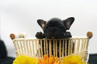 Pluto, a male French Bulldog for sale in Ash Grove, MO – 9 of 10