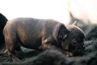 Duchess, a female French Bulldog for sale in Ash Grove, MO – 8 of 10