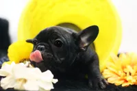 Dana, a female French Bulldog for sale in Ash Grove, MO – 5 of 10