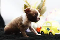 Doug, a male Boston Terrier for sale in Ash Grove, MO – 2 of 10