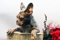 Jack, a male French Bulldog for sale in Ash Grove, MO – Photo 6 of 10