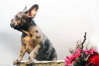 Jack, a male French Bulldog for sale in Ash Grove, MO – Photo 8 of 10