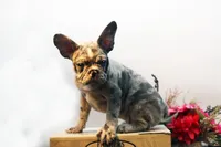 Jack, a male French Bulldog for sale in Ash Grove, MO – Photo 2 of 10