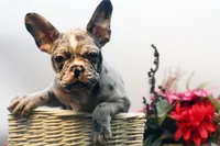 Jack, a male French Bulldog for sale in Ash Grove, MO – Photo 5 of 10