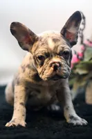 Jack, a male French Bulldog for sale in Ash Grove, MO – Photo 3 of 10