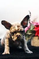 Jack, a male French Bulldog for sale in Ash Grove, MO – Photo 4 of 10