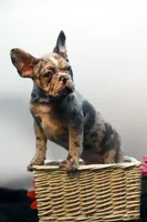 Jack, a male French Bulldog for sale in Ash Grove, MO – Photo 7 of 10