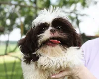 Bobbie, a male Shih Tzu for sale in Ash Grove, MO – 2 of 9