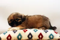 Roy, a male Shih Tzu for sale in Ash Grove, MO – 10 of 10