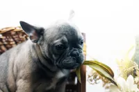 Cisco, a male French Bulldog for sale in Ash Grove, MO – 2 of 10